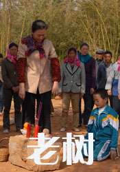 老树 电影封面
