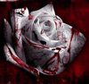 Thorns from a Rose 电影封面