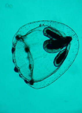 螺纹Spira mirabilis 电影封面